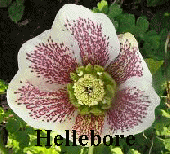 Hellebore