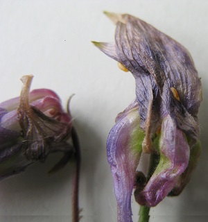 Aquilegia Gall Midge