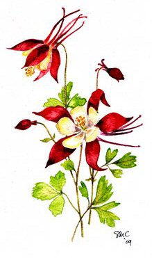 Aquilegia painting