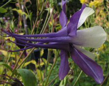 Aquilegia: Dark blue and white, long-spurred