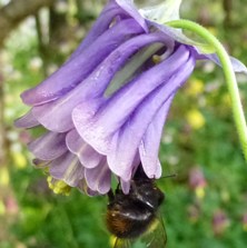 Aquilegia 1013 slatey-blue double