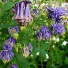 Aquilegia 1013 slatey-blue double