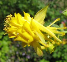 Aquilegia: Yellow double