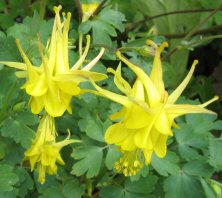 Aquilegia: Yellow double