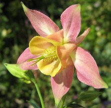 Aquilegia: Peachy double