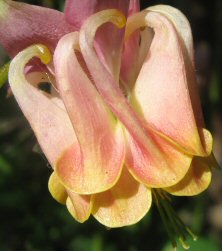 Aquilegia: Peachy double