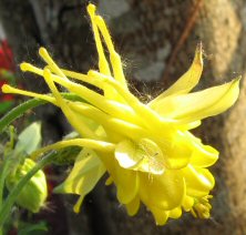 Touchwood aquilegia yellow double