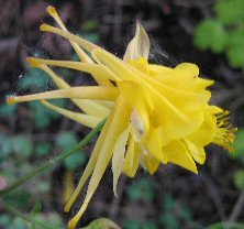 Aquilegia: Yellow double