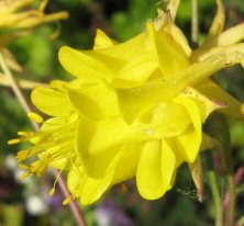 Aquilegia: Yellow double