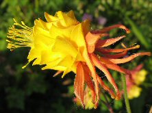 Aquilegia: Red and yellow double