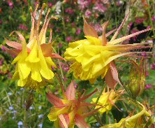 Aquilegia: Pink and yellow double