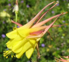 Aquilegia: Pink and yellow double