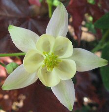 Aquilegia white single MIX