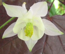 Aquilegia: Pink and White