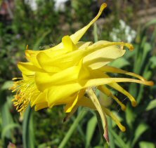 yellow double aquilegia at Touchwood