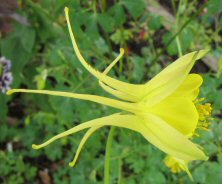 Aquilegia chrysantha