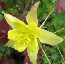 Aquilegia chrysantha