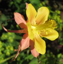 Aquilegia: Peachy-pink stellata