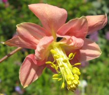 Aquilegia: Peachy-pink stellata