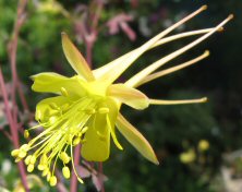 aquilegia chaplinei