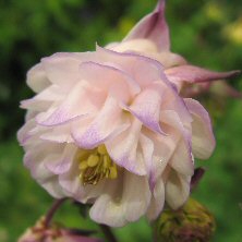 Aquilegia: Short, light pink double