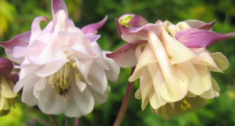 Aquilegia: Short, light pink double