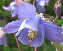 Aquilegia: Good blue single