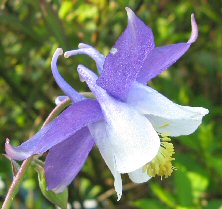 Aquilegia 1160