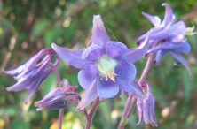 Aquilegia Purple single