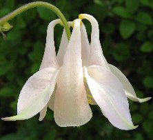 Aquilegia 1170 palest marbled pink