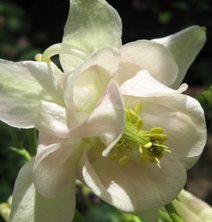 Aquilegia 1170 palest marbled pink