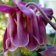 Aquilegia 1173 ruby double