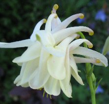 Aquilegia 1194