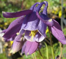 Aquilegia ex 1207