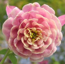 Aquilegia pompom form in pink