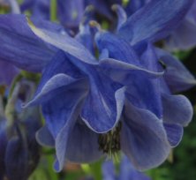 Aquilegia: Marbled blue variable flowering