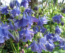 Aquilegia: Marbled blue variable flowering