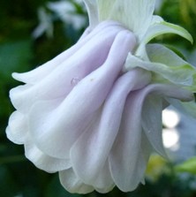 1248 white aquilegia columbinel