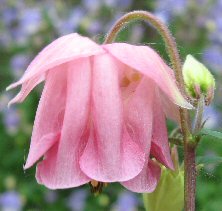 Aquilegia: Pink pleated double