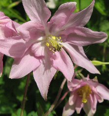 Aquilegia: Pink variable