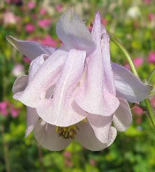 Aquilegia 1273 lilac pink double