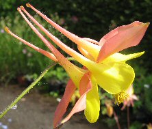 Aquilegia 1282 pink & yellow longspurred at Touchwood