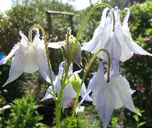 Aquilegia: 2-tone marbled blue single flower