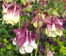 Aquilegia 1296 dark pink & white double