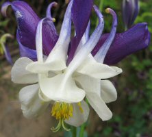 Aquilegia 1298 large indigo & white double