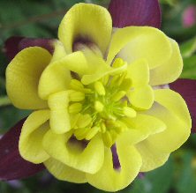 Indigo & creamy yellow double aquilegia