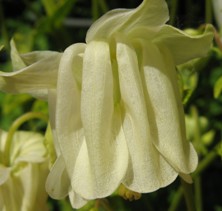 Aquilegia 'Woodside White'