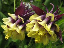 Aquilegia black & creamy double