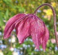 Aquilegia: Ruby stellata