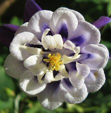 Aquilegia 1320 large blue & white double